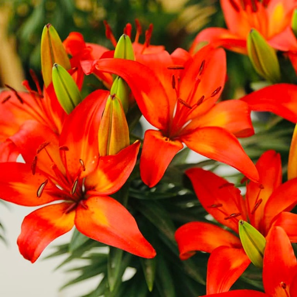 🎅🌟🤶🎄🎁🎶🎅🌟🤶🎄🎁🎶🎅🌟🤶🎄🎁 - Picture 3 of 14